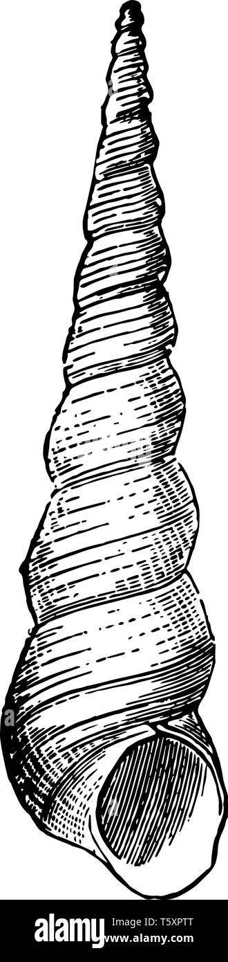 Turritella replicata che indicano una piramide di avvolgimento hanno gusci che termina in una punta affilata vintage disegno della linea di incisione o illustrazione. Illustrazione Vettoriale