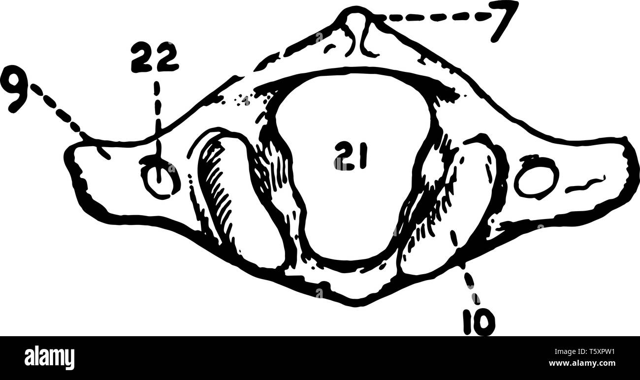 Questa immagine rappresenta Atlas vintage disegno della linea di incisione o illustrazione. Illustrazione Vettoriale