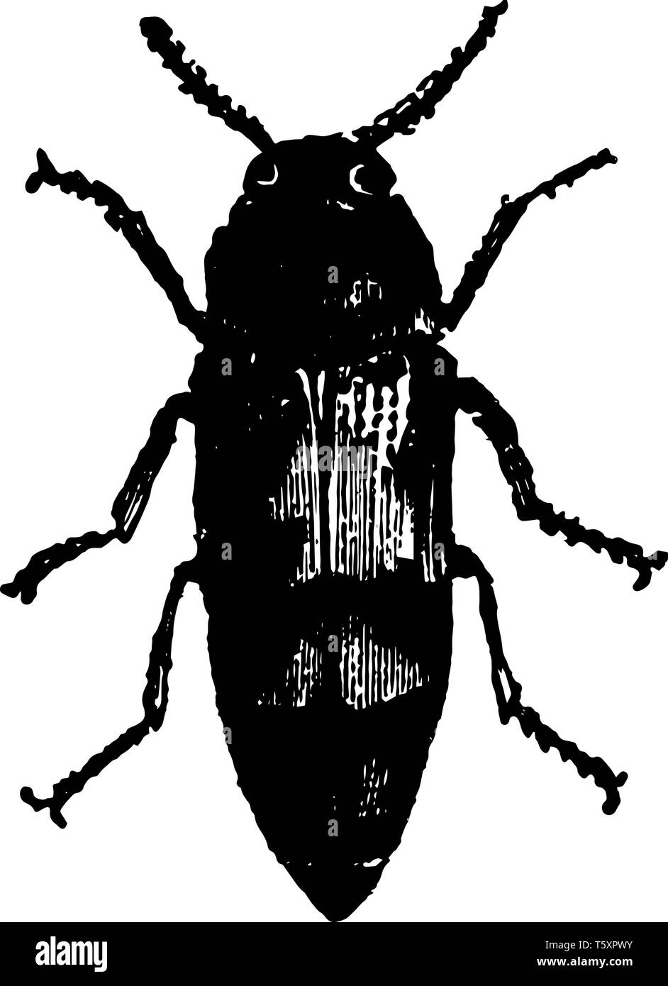 Buprestis Imperialis che è molto raro nei climi del nord vintage disegno della linea di incisione o illustrazione. Illustrazione Vettoriale