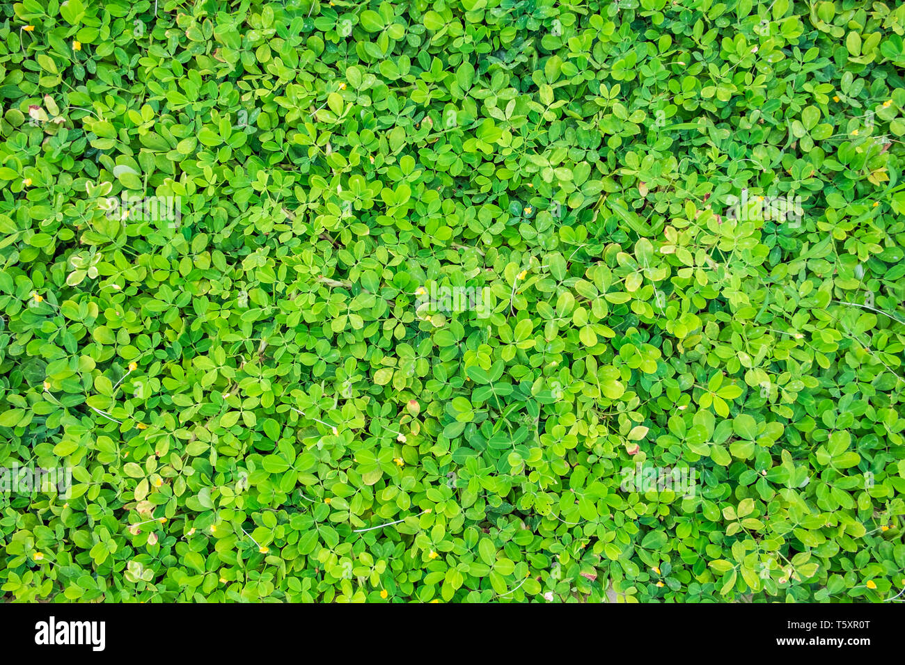 Verde foglie beanstalk sfondo naturale Foto Stock