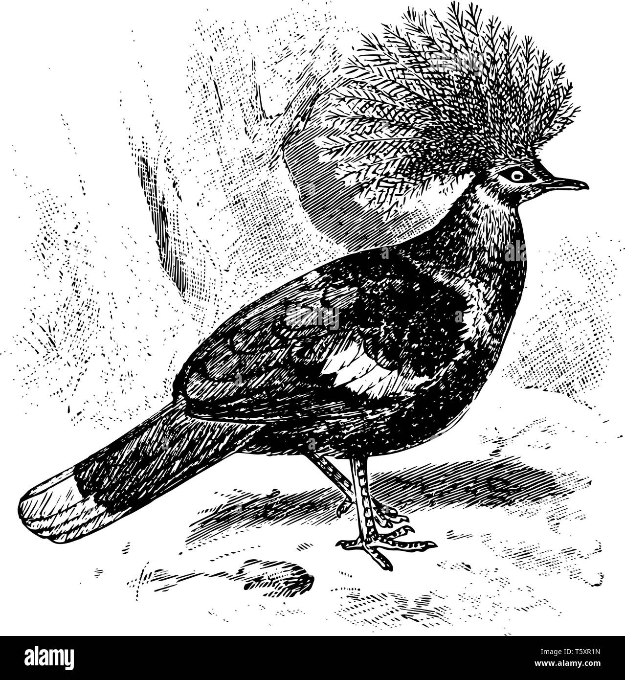 Crown Pigeon è un grande grigio bluastro piccione con elegante laccio blu simili creste, vintage disegno della linea di incisione o illustrazione. Illustrazione Vettoriale