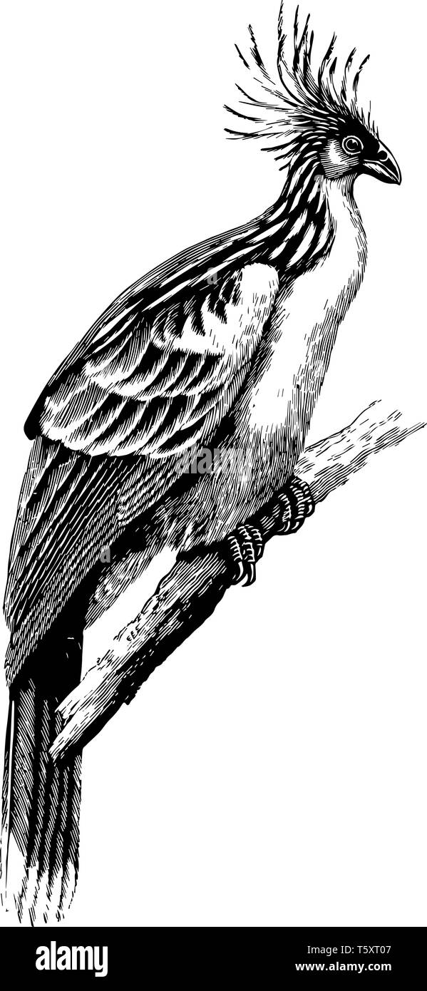 Hoatzin è una specie di uccello tropicale trovati nelle paludi boschi ripariali e mangrovie del Rio delle Amazzoni e il Delta Orinoco in Sud America, vintage lin Illustrazione Vettoriale