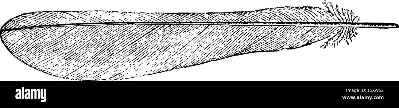 Questa immagine rappresenta una piuma della coda di una Kingbird, vintage disegno della linea di incisione o illustrazione. Illustrazione Vettoriale