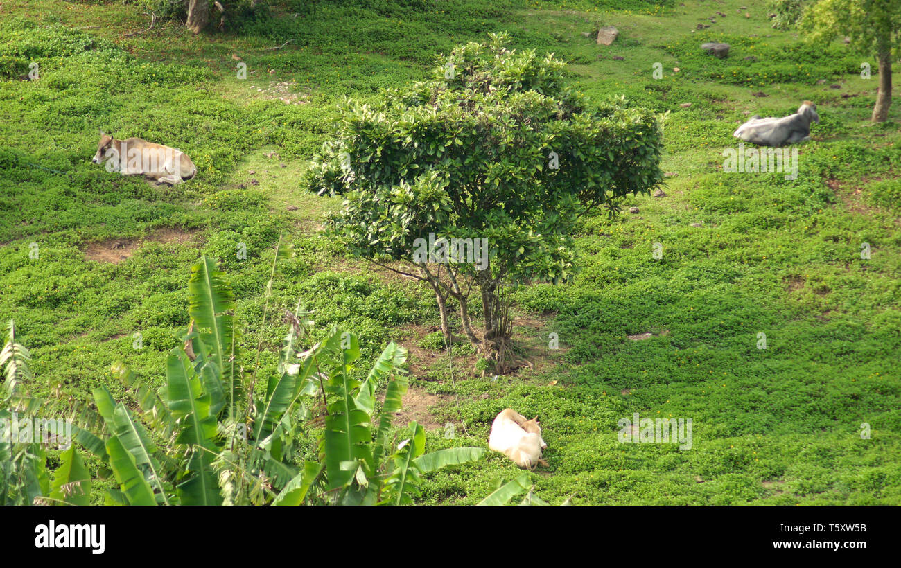 KEDAH, Langkawi, Malesia - Aprile 11th, 2015: Lone Tree sul campo verde o prato Foto Stock