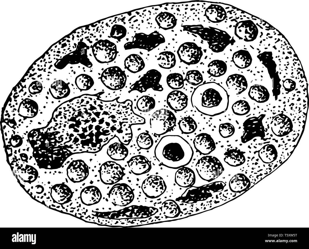 Una illustrazione della fusione di uova e sperma-nuclei di un Cyclospora Cayetanensis, vintage disegno della linea di incisione o illustrazione. Illustrazione Vettoriale