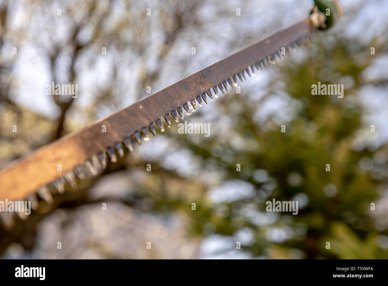 Lama per sega realizzato in metallo con denti taglienti contro la luce nella parte anteriore di un albero pronto per il lavoro da giardino Foto Stock