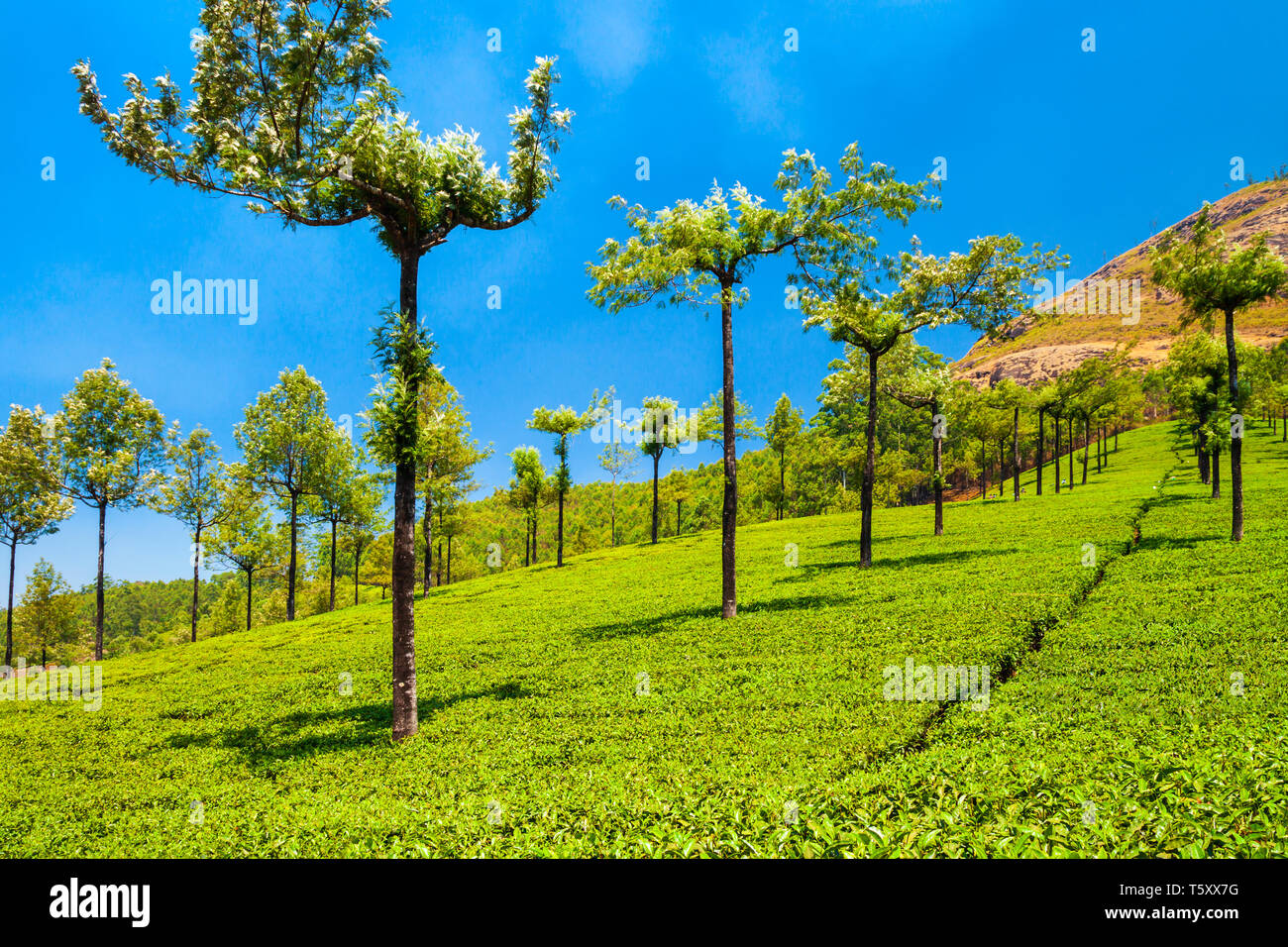 Incredibile vista panoramica della Piantagione di tè sullo sfondo della natura Foto Stock