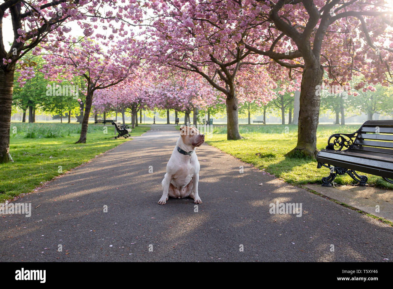 Cane staffordshire terrier seduto su un percorso con Cherry Blossom flower tree. Foto Stock