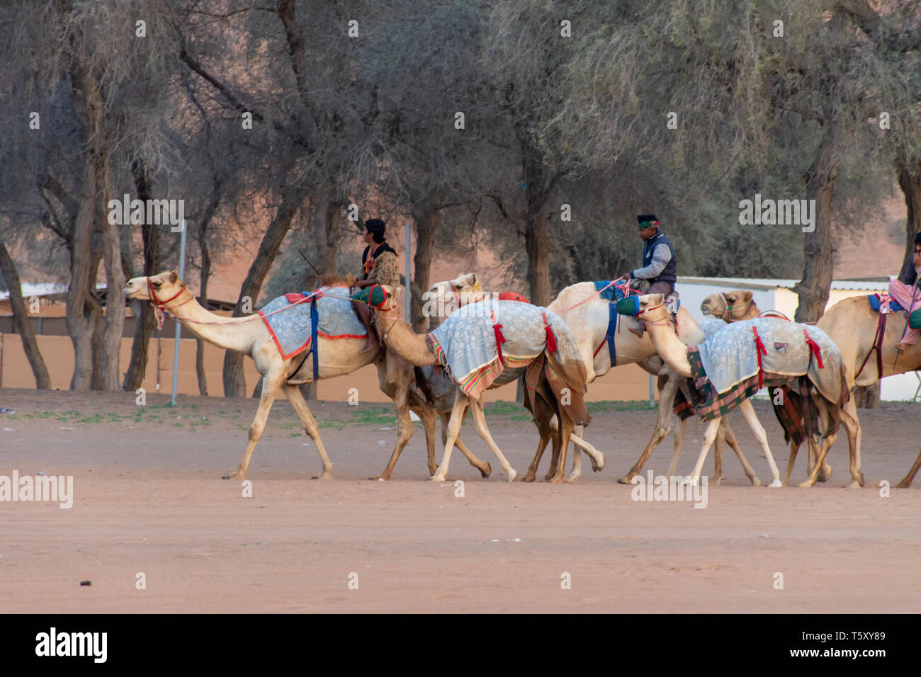 "Ras al Khaimah Ras al Khaimah/Emirati Arabi Uniti - 2/16/2019: un gruppo di cammelli imbrancatsi lungo la strada di sabbia per la pista per le corse di cammelli". Foto Stock