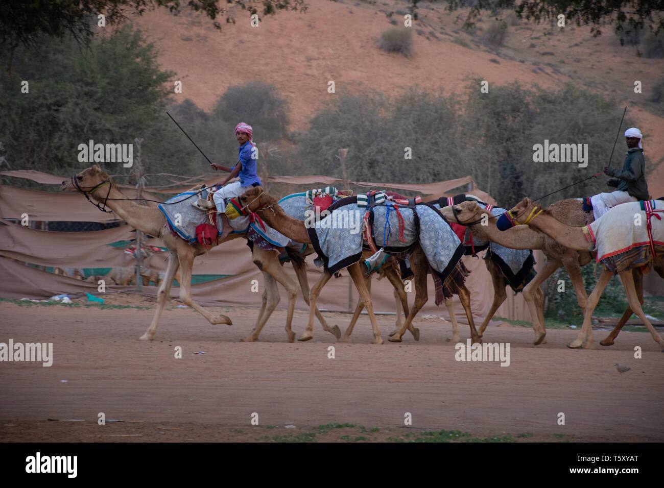 "Ras al Khaimah Ras al Khaimah/Emirati Arabi Uniti - 2/16/2019: un gruppo di cammelli imbrancatsi lungo la strada di sabbia per la pista per le corse di cammelli". Foto Stock