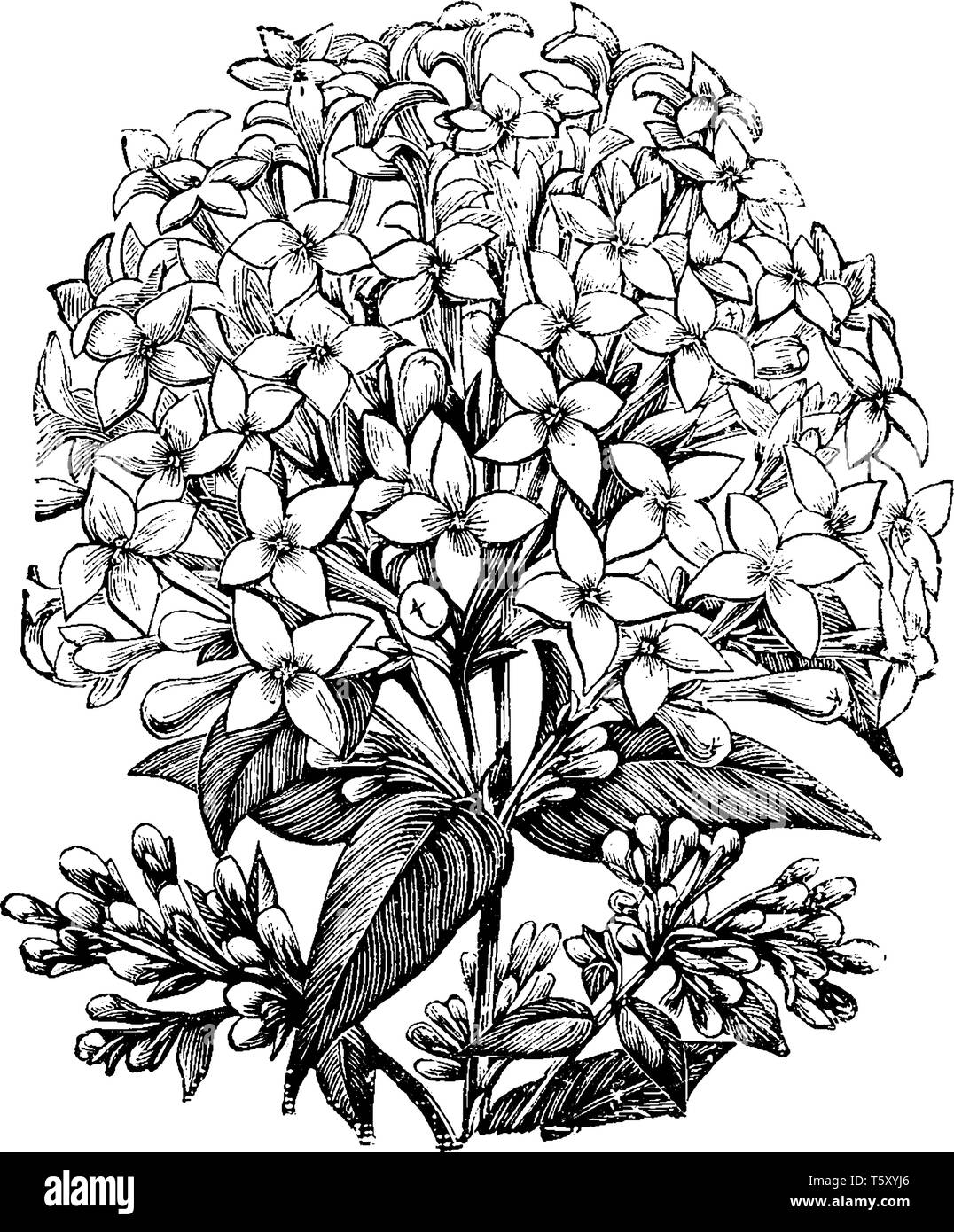 disegno di fiori ombreggiati in bianco e nero