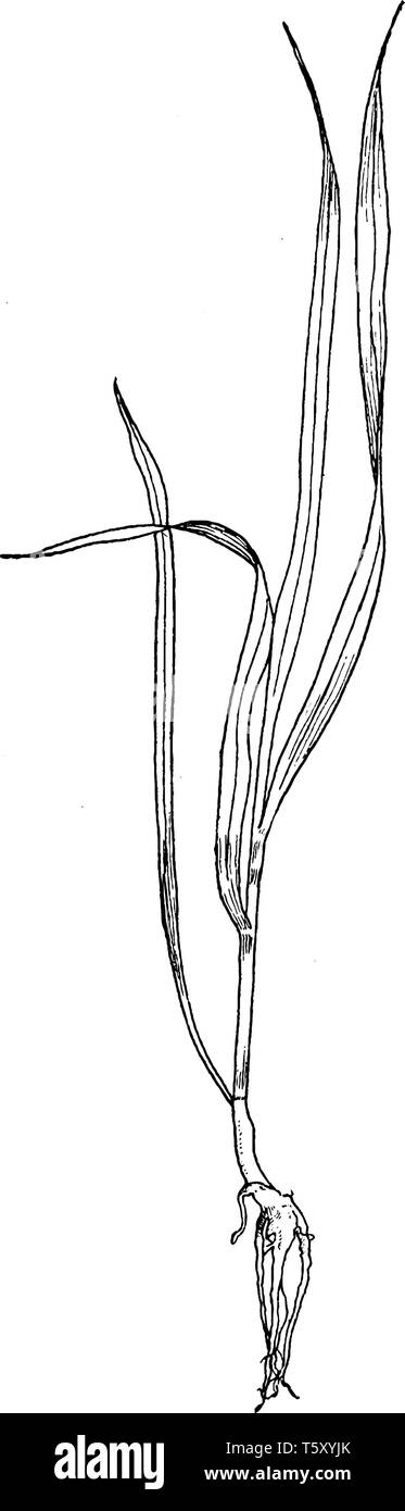 Questa erba è trovata nella foresta la levetta è piccolo e le sue foglie sono grandi, vintage disegno della linea di incisione o illustrazione. Illustrazione Vettoriale