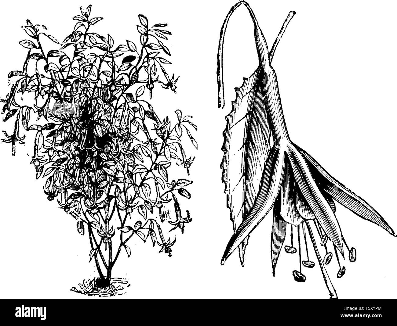 Monkiah nome comune è Kenan Lily. Il fiorito ciboldian i fiori sono bianchi con un colore bianco brillante. Ci sono dieci a quindici fiori in piccioli Illustrazione Vettoriale
