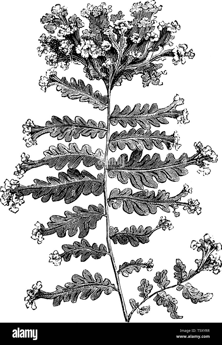 Questo è Nephrodium Molle Grandiceps piante. È multi-foglia del lobo e culmine di ogni foglia ha fiore. La parte superiore di ciascun ramo ha un grande stemma del terminale Illustrazione Vettoriale