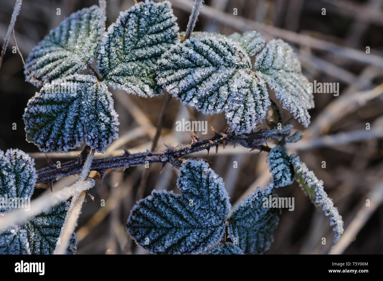 Chiudere l immagine di un gruppo di blackberry leafs illuminato dalla luce di alba ricoperta di brina mattutina rivela i dettagli bautifuls in piccoli cristalli di ghiaccio Foto Stock