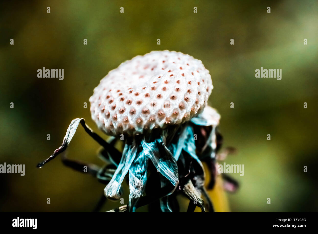 La fotografia macro di un seme-meno tarassaco. Foto Stock