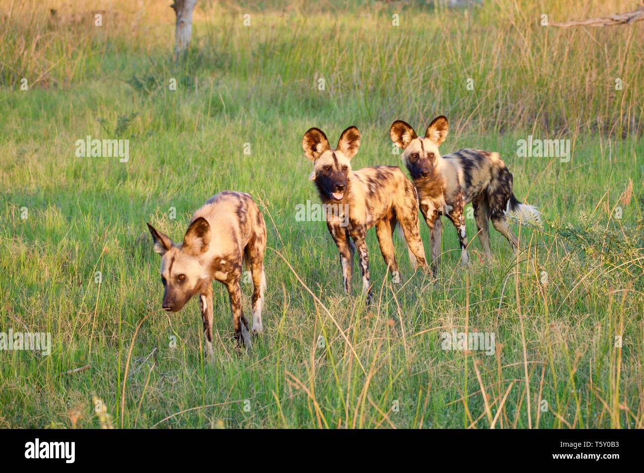 Cani selvatici di Moremi Foto Stock