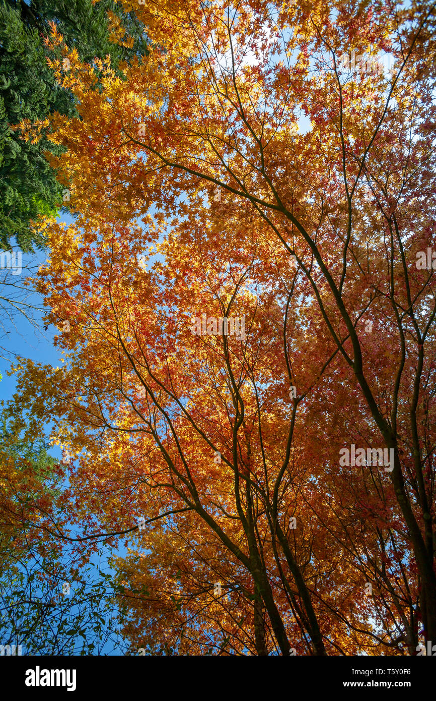 Palmate Maple (Acer Palmatum Katsura) con fogliame giallo, all'inizio della primavera (Allier - Auvergne - Francia). Giardino. Foto Stock
