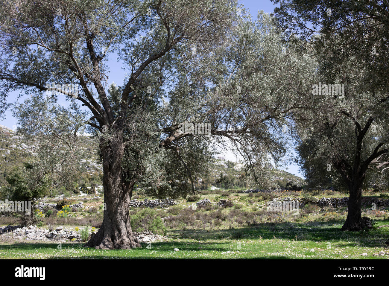 Un albero di olivo, una tipica vista sulla Via Licia, Turchia Foto Stock