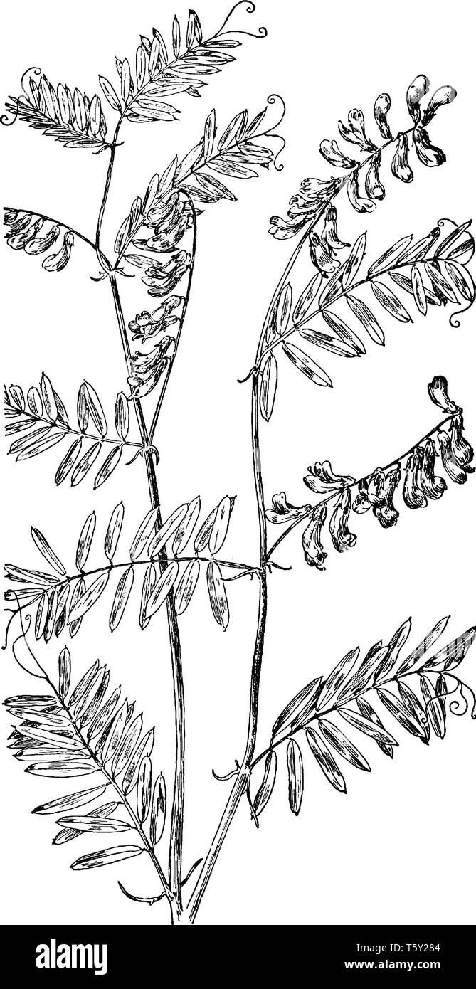 L'immagine di mucca Vetch di impianto. Le foglie sono lunghe, pinnate, con 8-12 coppie di lembi, vintage disegno della linea di incisione o illustrazione. Illustrazione Vettoriale