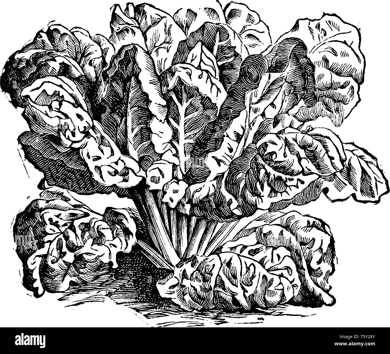 Questa è una bietola. Le sue foglie sono più dense e rettangolare come pure il colore delle foglie è oro, rosa, arancione, viola, rosso e bianco con brillanti Illustrazione Vettoriale Questa è una bietola. Le sue foglie sono più dense e rettangolare come pure il colore delle foglie è oro, rosa, arancione, viola, rosso e bianco con brillanti Illustrazione Vettoriale