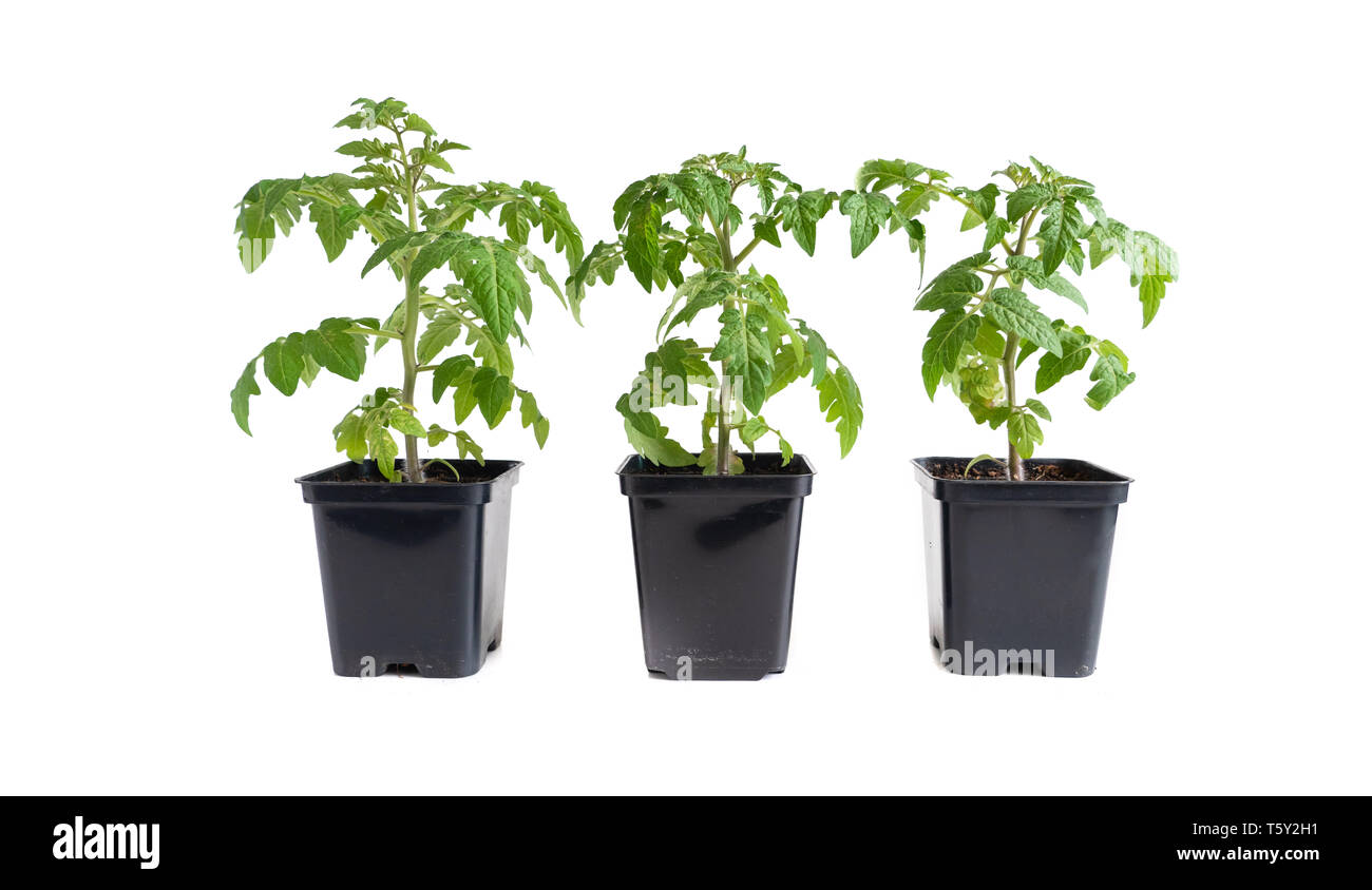 Confezione di tre piantine di pomodoro isolata contro uno sfondo bianco Foto Stock