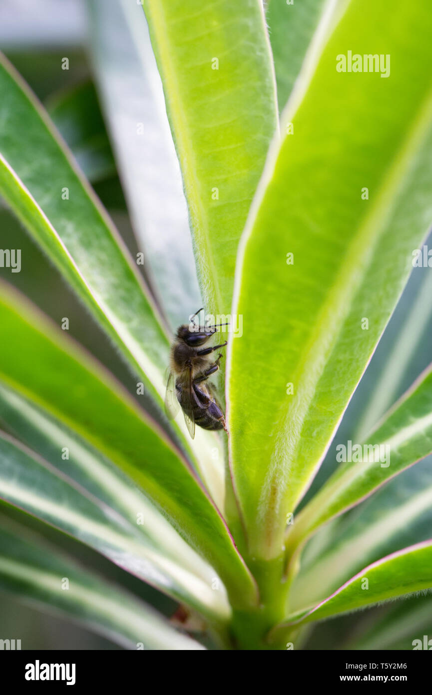 Honeybee alimentazione su SAP da Euphorbia mellifera foglie. Foto Stock