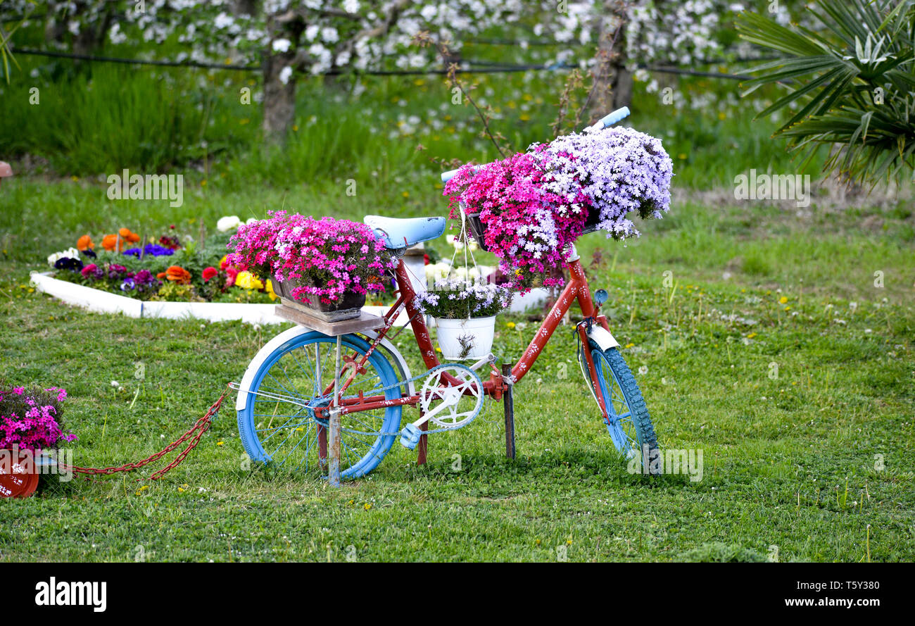 Bellissimi fiori colorati sulla bicicletta vecchio concetto di matrimonio e san valentino nel giardino immagine di sfondo Foto Stock