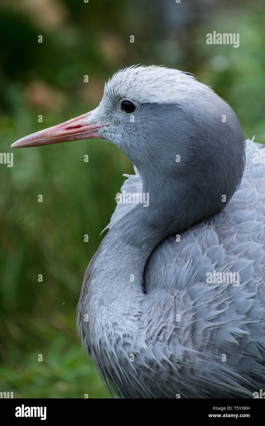 Testa, Blue Crane (Grus paradisaea), Tenikwa Wildlife Centro di riabilitazione, Plettenberg Bay, Sud Africa. Foto Stock