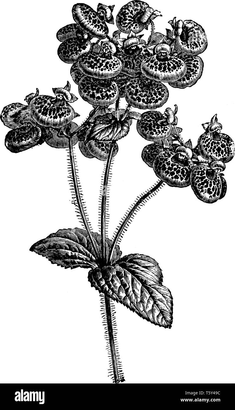 La figura mostra la Calceolaria erbacee e vegetali è classificato come Scrophulariaceae. Impianto consta di due fiori a labbro, il labbro superiore è estremamente sm Illustrazione Vettoriale