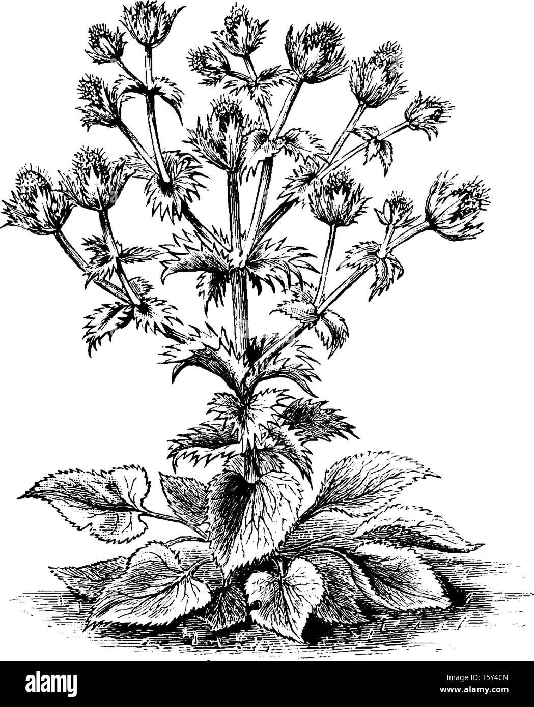 Una foto che mostra Eryngium Giganteum, chiamato anche come Miss Willmotts ghost. Essa appartiene alla famiglia Apiaceae e nativi Asia occidentale. Fiori un Illustrazione Vettoriale