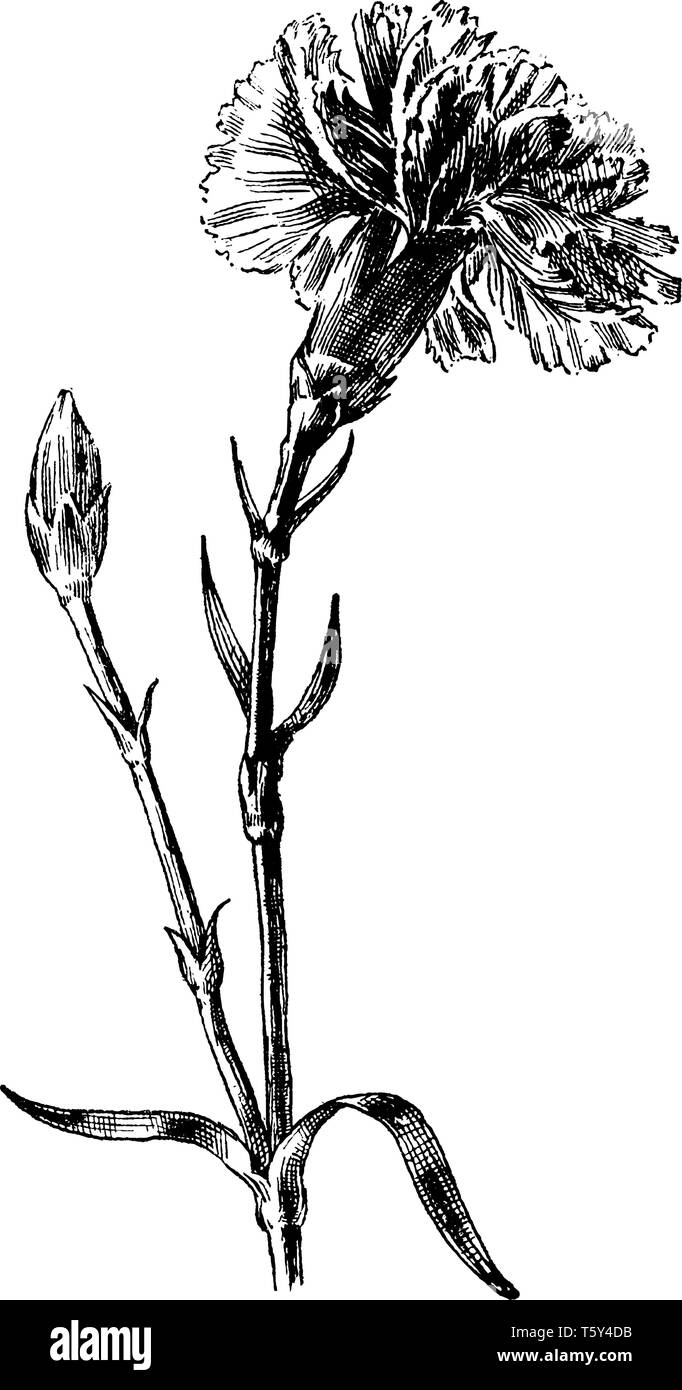 I GAROFANI sono quindi noti come "i fiori di Dio". Si tratta di un genere di Dianthus, vintage disegno della linea di incisione o illustrazione. Illustrazione Vettoriale