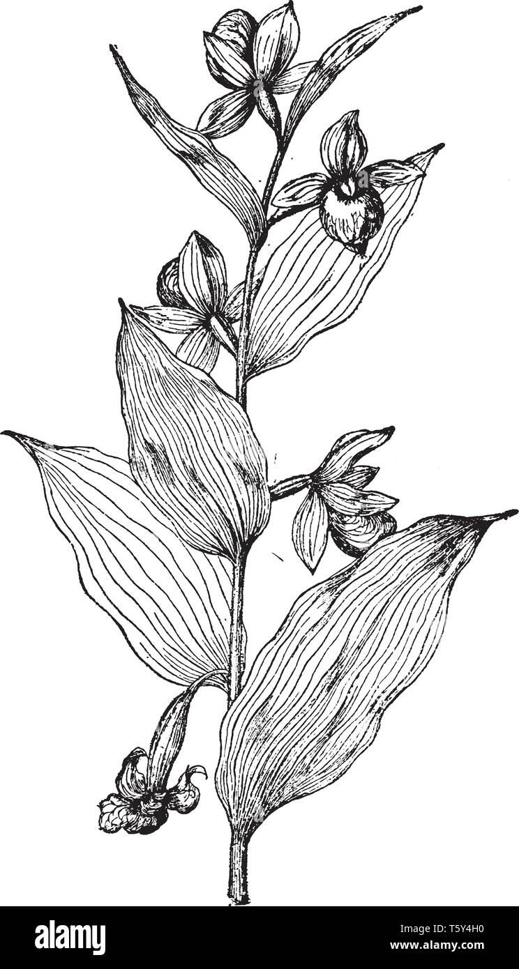 Cypripedium Californicum pianta conosciuta da molti levetta-meno sacche di foglie e fiori. La forma ovale, fiore tabulari sono in crescita su piante, linea vintage Illustrazione Vettoriale