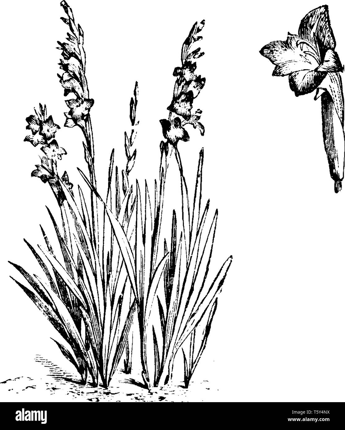 Questa immagine viene dall'impianto denominato Gladiolus Psittacinus, la loro lunghezza è di oltre 1 metri di altezza, con 10 a 12 i fiori, vintage disegno della linea o engrav Illustrazione Vettoriale