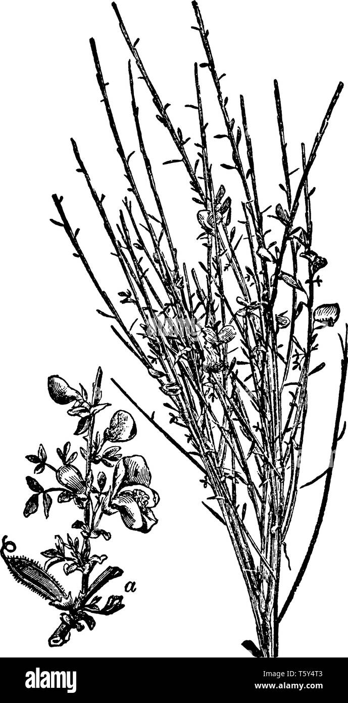 Scopa comune è una specie di famiglia Fabaceae. Le foglie sono alternate su fusto e foglie sono strette e piccole, vintage disegno della linea o engravin Illustrazione Vettoriale