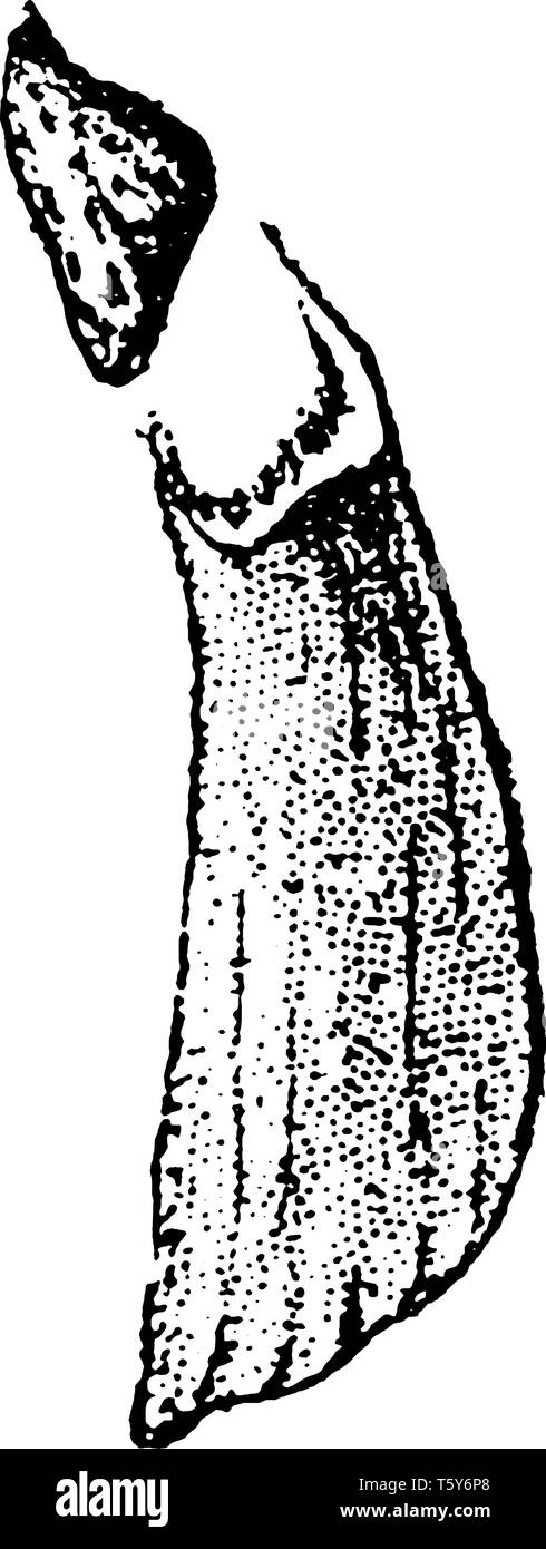Pino Shortleaf dimensione seme 7-11 cm, si apre a maturità e sviluppare una persistente a forma di J Crook vicino alla superficie del terreno, vintage disegno della linea o engr Illustrazione Vettoriale