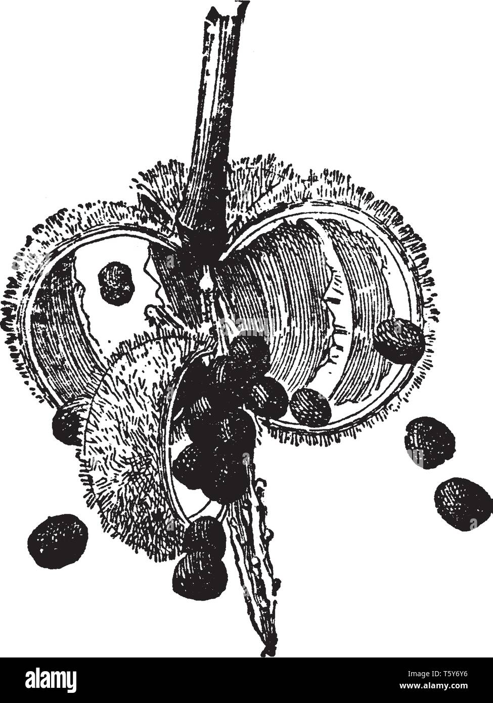 Una foto di balsamo pod. I semi sono così tiepido tirata fuori, si diffusero in lungo e in largo perché seme è molto sensibile. Seme è di colore nero e sma Illustrazione Vettoriale