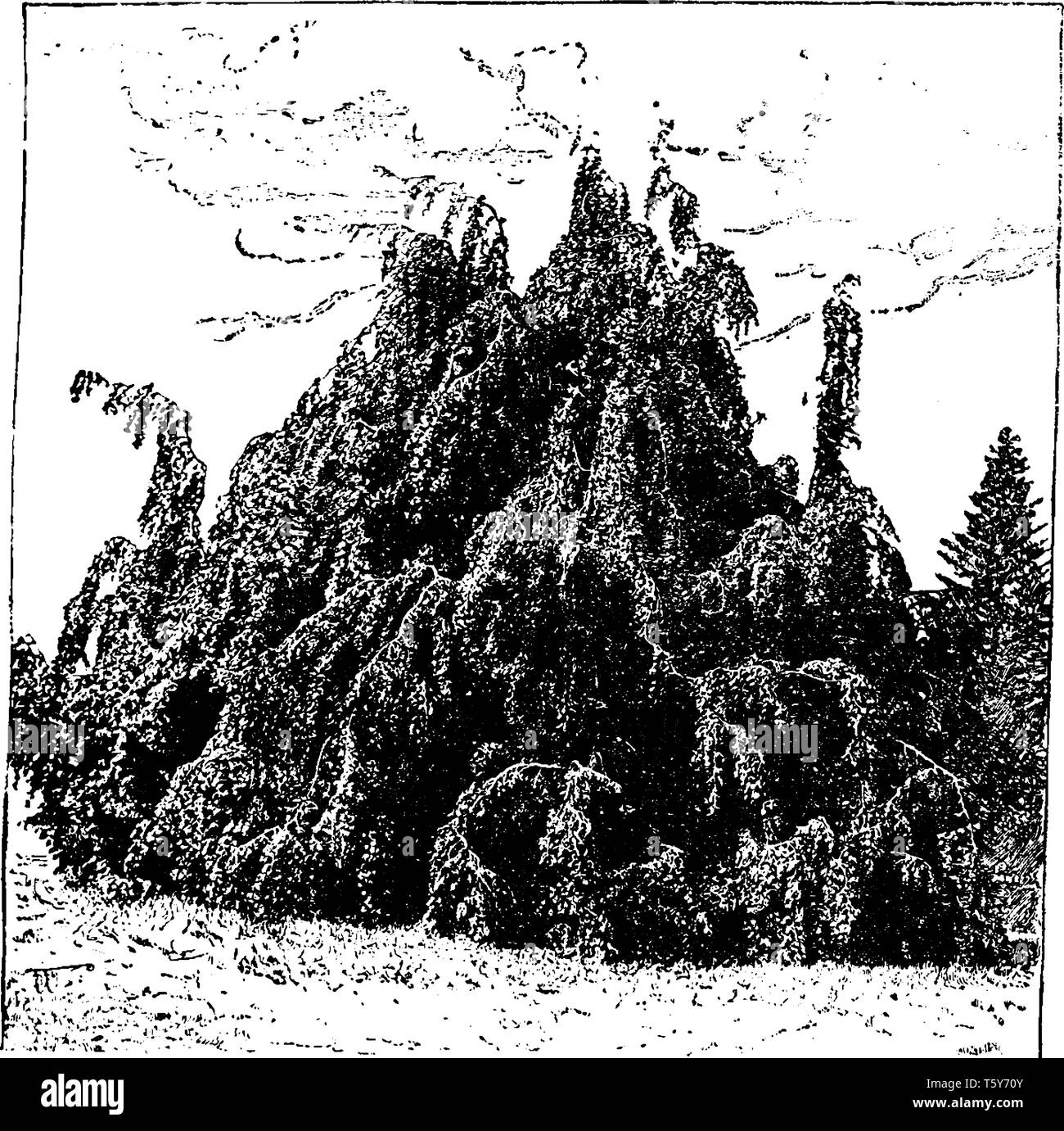 Una foto di Fagus sylvatica faggio noto anche come faggio comune è un deciduo shade tree dall'Europa. Questo grande faggio europeo caratteristiche foglie dentato Illustrazione Vettoriale