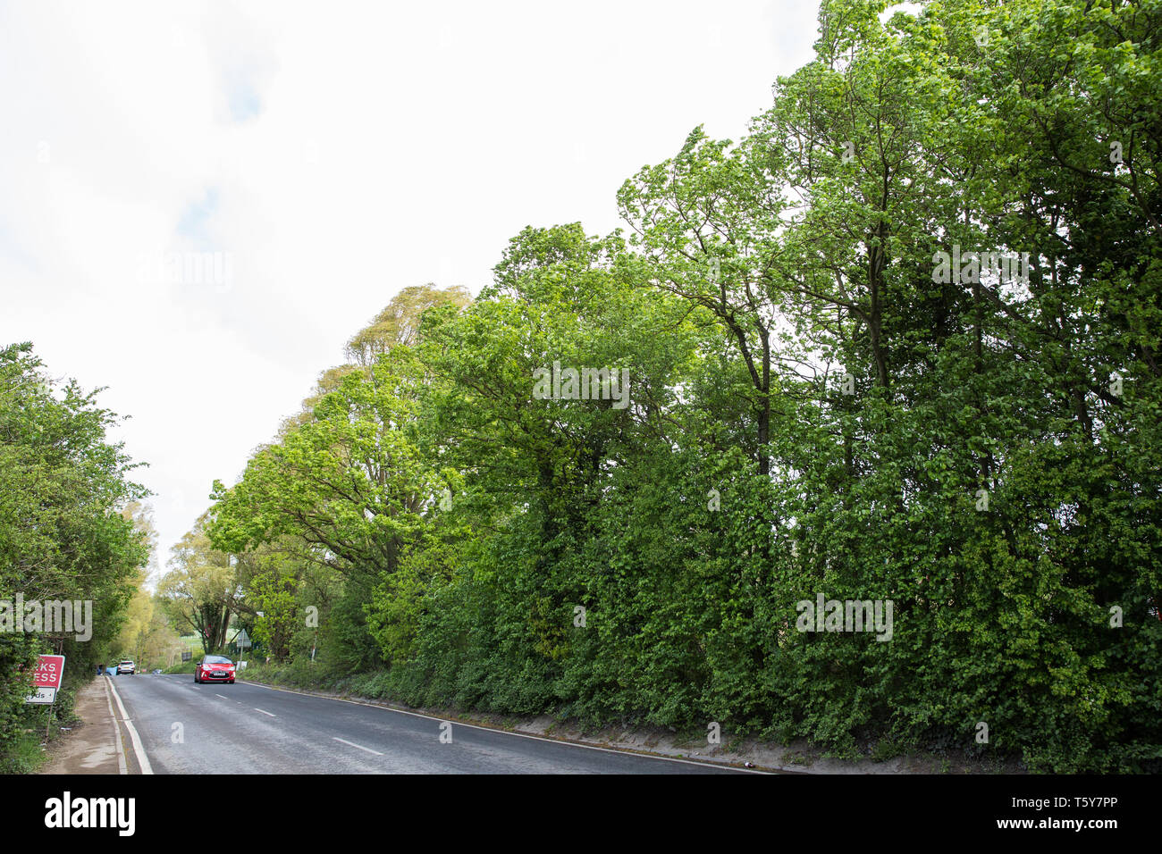 Harefield, UK. Il 27 aprile 2019. Gli attivisti ambientali da Colne Valley azione sit in alberi a fianco Harvil Road per impedire il loro abbattimento come parte del lavoro previsto per questo fine settimana per il HS2 progetto. Il Colne Valley è un'area di bellezza naturale e grandi aree di alberi sono stati abbattuti per HS2 nelle ultime settimane. I manifestanti in base alla strada Harvil la tutela della fauna selvatica Camp stanno cercando di impedire un ulteriore distruzione. Credito: Mark Kerrison/Alamy Live News Foto Stock