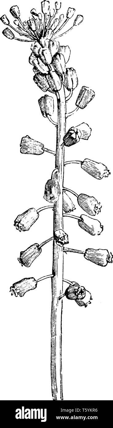 È un fiore di cluster Muscari comosum, originaria del sud-est Europa per la Turchia, vintage disegno della linea di incisione o illustrazione. Illustrazione Vettoriale