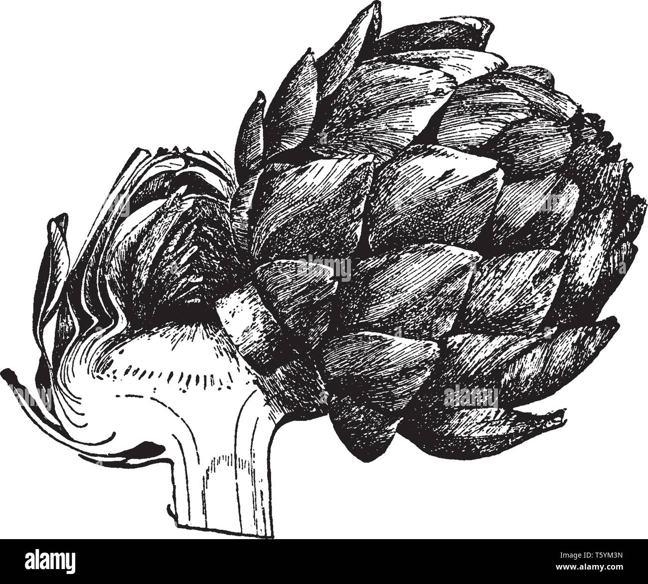 Questa è la testa della pianta di carciofo. I fiori si sviluppano in una testa di grandi dimensioni da un germoglio commestibile circa 8-15 cm di diametro con numerose scale triangolari, vintag Illustrazione Vettoriale