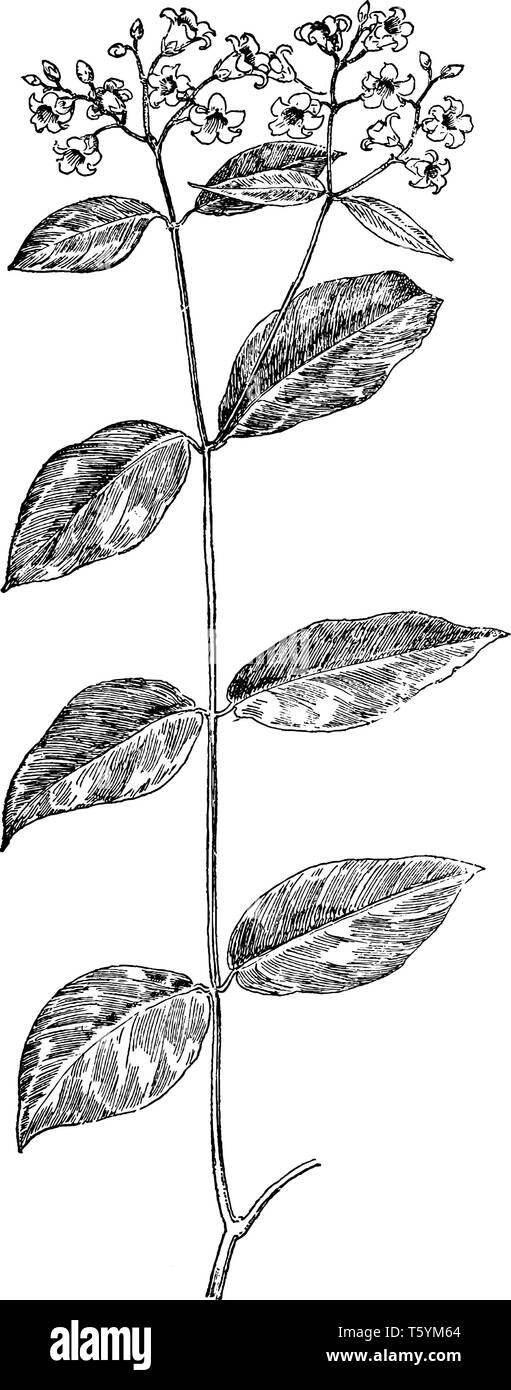 Una foto che mostra la diffusione Dogbane. Questa è una pianta flowering. Essa appartiene alla famiglia Apocynaceae. È anche noto come Apocynum androsaemifoliu Illustrazione Vettoriale