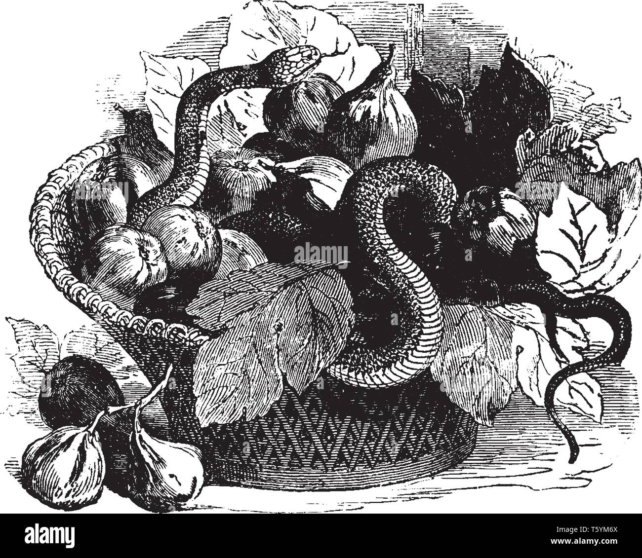 Asp è una piccola specie di serpente venemous trovati nelle Alpi Europee, vintage disegno della linea di incisione o illustrazione. Illustrazione Vettoriale