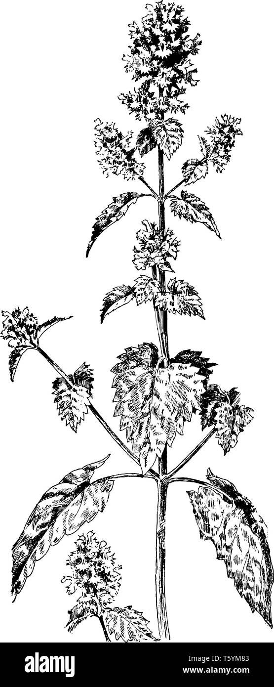 Erba gatta pianta è noto come Nepeta. Si tratta di un membro della famiglia di menta, vintage disegno della linea di incisione o illustrazione. Illustrazione Vettoriale