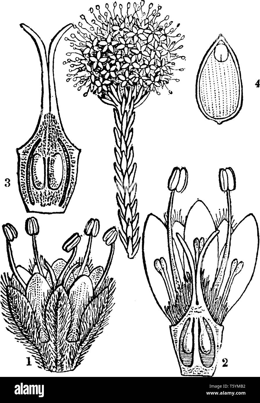 Una foto mostra Butttonbush, noto anche come Brunia japonica. Questa illustrazione sono: 1. un fiore, 2. una sezione verticale del pistillo, 3. una testa di Illustrazione Vettoriale