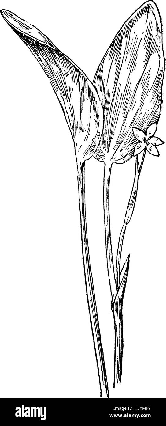 Si tratta di un fango blu piantaggine che appartiene alla famiglia Pickerelweed, vintage disegno della linea di incisione o illustrazione. Illustrazione Vettoriale