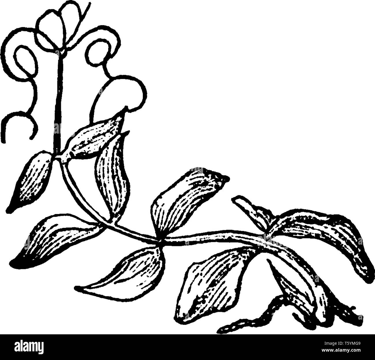 Questa è una foglia pinnate. Questa foglia è un composto foglia che attribuisce allo stelo ed è diviso in piccoli volantini e questa è una piuma-come foglia, v Illustrazione Vettoriale