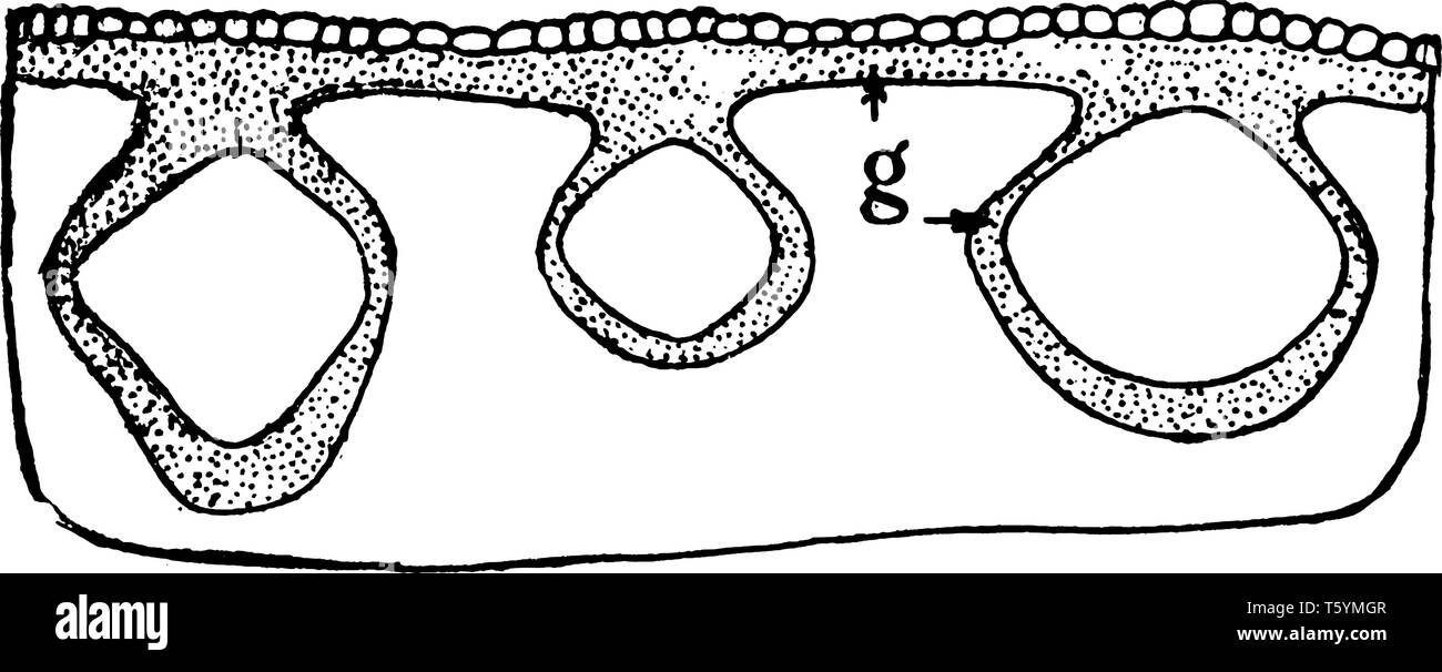 Fibre liberiane è chiamato il floema fibra inoltre è elaborato per l'uso in moquette, filati, corda, geotessile o tela, carta, sacchi, etc, vintage di linea o di disegno Illustrazione Vettoriale