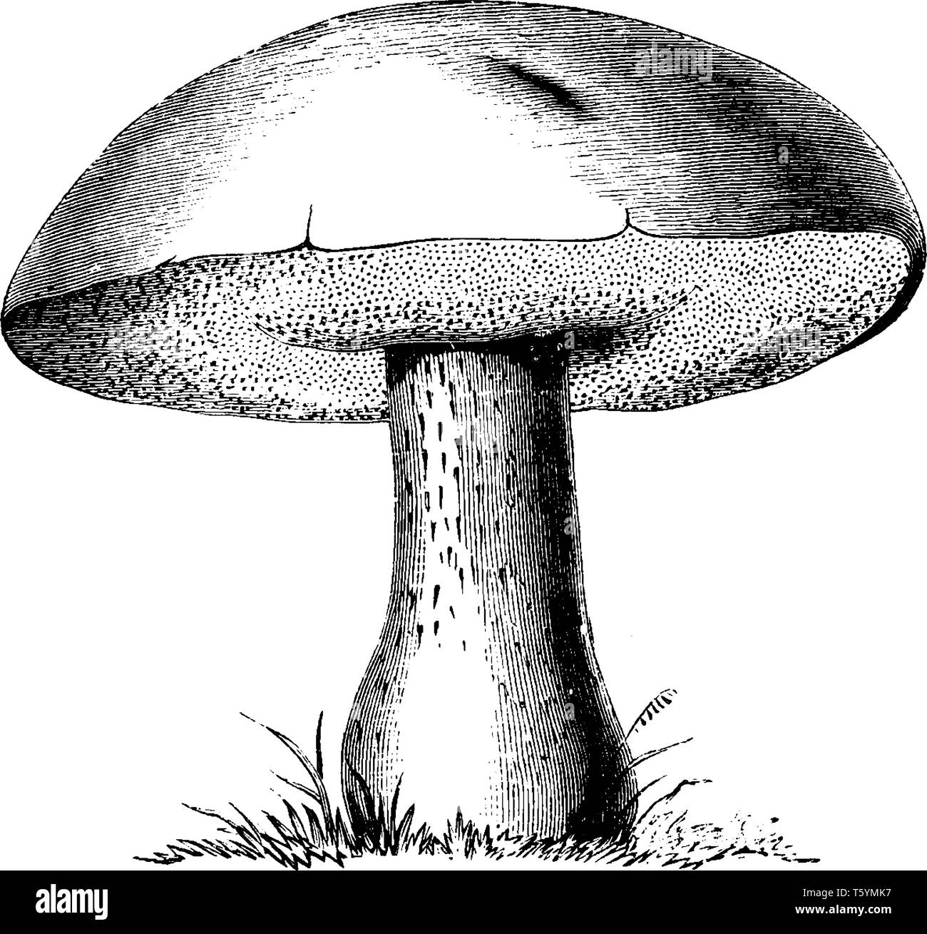 Il Comune di fungo porcino cresce nei boschi di latifoglie e doniferous foreste e piantagioni di alberi, vintage disegno della linea di incisione o illustrazione. Illustrazione Vettoriale