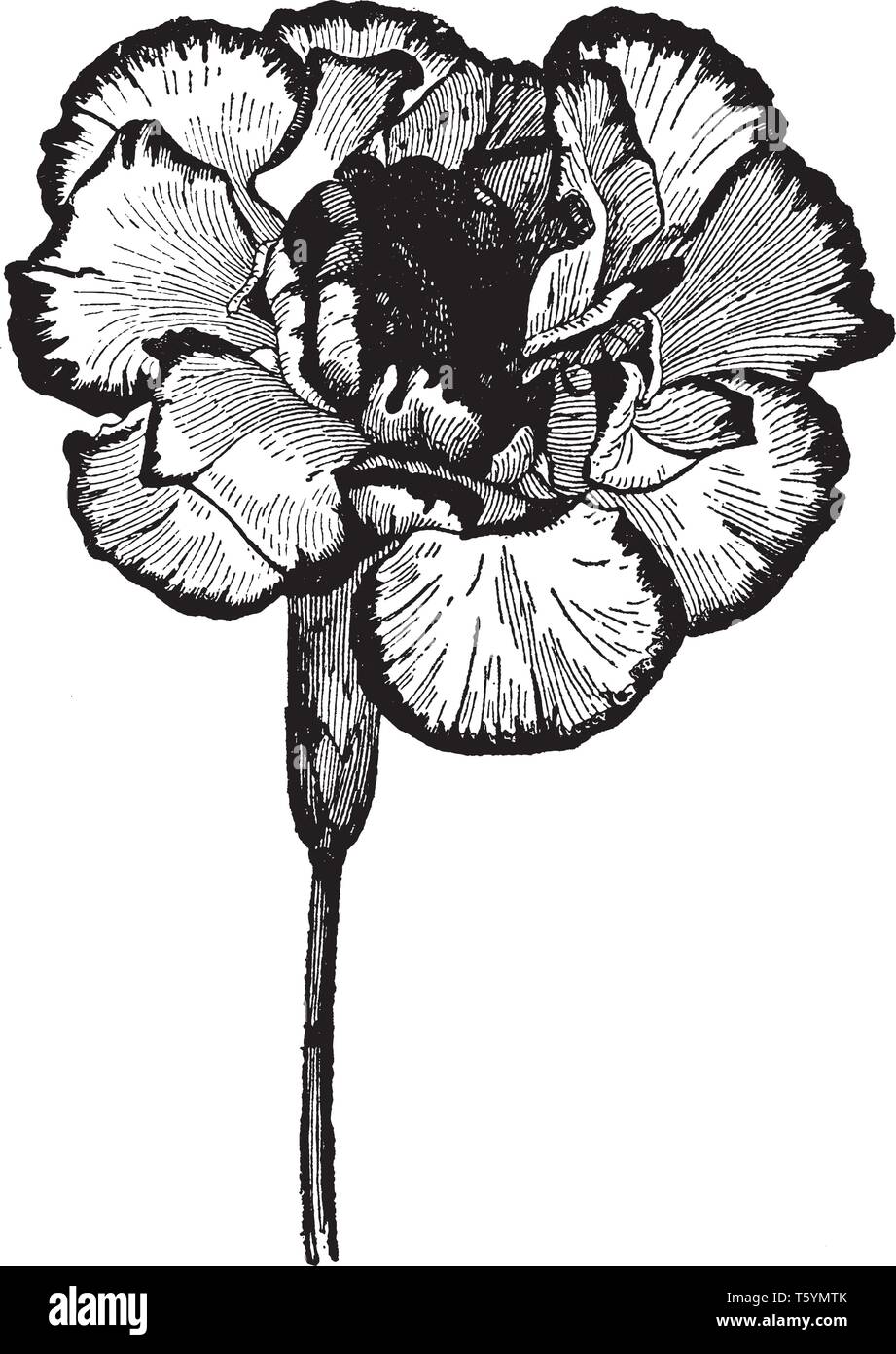 Garofano Picotees è un semi-ardito perenne. Essi ha un lungo periodo di fioritura da estate al gelo, è molto vistose fioriture e sono accattivanti, vintag Illustrazione Vettoriale